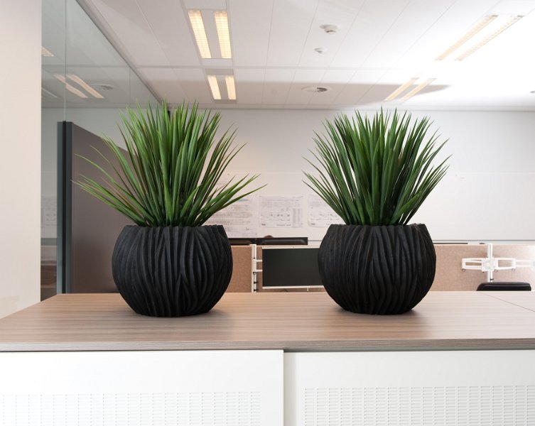 river black yucca rostrata (1 van 1)